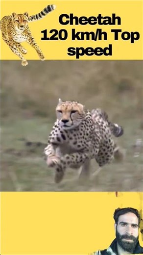 Cheeth at Full Speed #shorts #animales #youtubeshorts #trending #viral #shortsviral