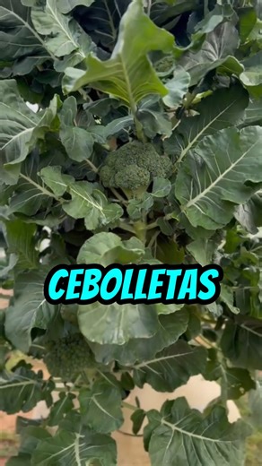 Ecosistema Hidroponico | 👀 ¿Alguna vez viste cómo funciona realmente un sistema aeropónico por dentro? Este video lo muestra todo: el agua cayendo desde arriba,... | Instagram