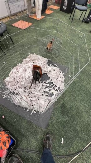 Victor Bugarin on Reels