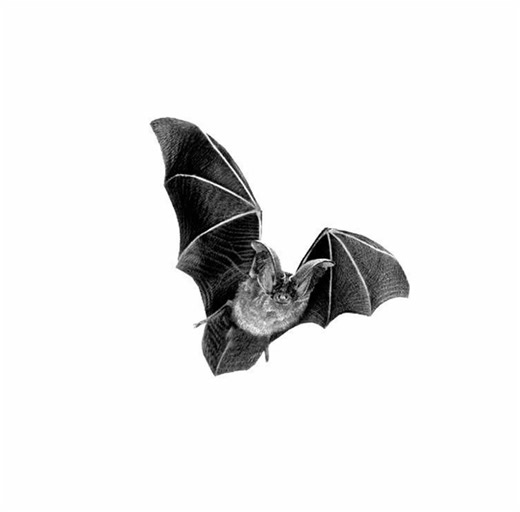 Exploring Death Note Characters This New Year