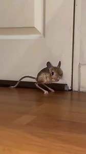 Cute real life Raichu's ⚡️ | Pikabellechu