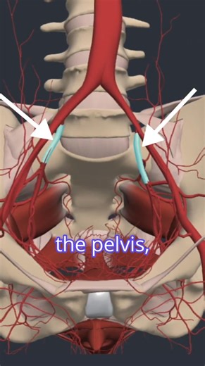 Vascular Supply of the Pelvis – Explore Anatomy Programme This video explores the key blood vessels supplying the pelvis, highlighting their anatomical pathways and clinical relevance. 🎥 Part of the Anatomy Programme on Physiopedia Plus, designed to deepen understanding of pelvic anatomy and function. 👉 Subscribe to access the full programme: https://members.physio-pedia.com/why-physioplus/ #PelvicAnatomy #VascularSupply #ExploreAnatomy #PhysiopediaPlus #ClinicalAnatomy #PrimalPictures #Anatom