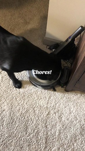#adventureswithdogs #blacklab #dogsoftiktok #trick #vacuum