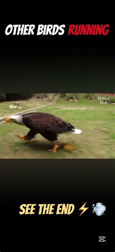 When Birds Try to Run fast… Then This Guy Shows Up😳