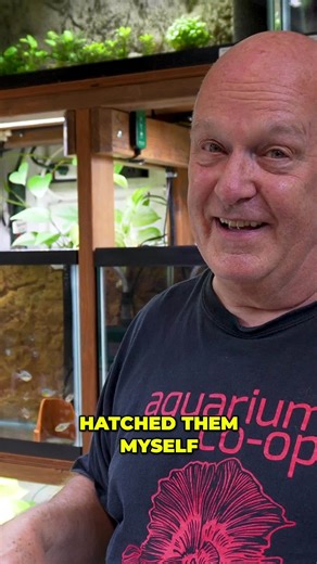 42K views · 438 reactions | Dean Helps Clumsy Fish Become a Dad! #aquariumcoop #aquariumadvice #fishtank | Aquarium Co-Op | Facebook