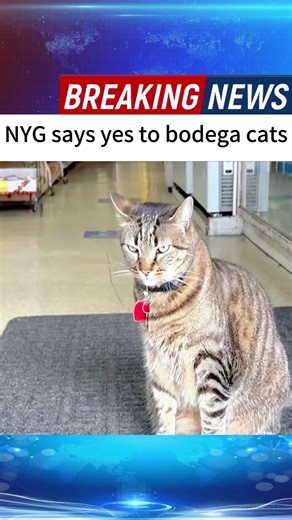 NYG says yes to bodega cats #news #breakingnews #foryou