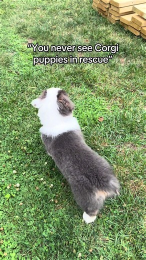 Rescued Corgis: Finding Corgi Puppies in Rescue Shelters