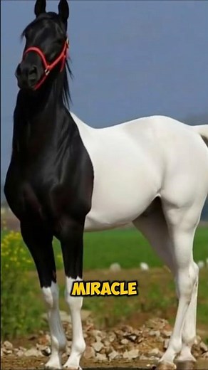 5 Rarest Horse Colors You've Never Seen #horse #shorts