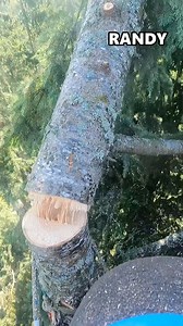 Randy in the trees #arborist #treeremoval #guiltyoftreeson | Guilty of Treeson