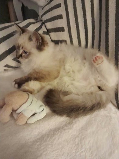 bébé ragdoll Achille est bien arrivé chez tata lili ❤️ 🫶 🤍
