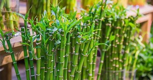 Bambu da sorte: a planta que atrai prosperidade para o seu lar