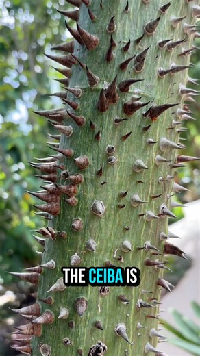 The Ceiba (Silk Floss Tree) is showing off again—spikes, blooms, and all! Nature’s engineering never ceases to amaze me. 🌸🌿 #CeibaTree #SilkFlossTree #NaplesBotanicalGarden #PlantScience #naturelovers #ChemicalKim #FloridaNature #GardenGems | Chemical Kim