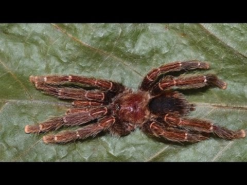 Avicularia – The “bird eating” tarantulas