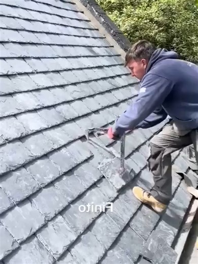 Video của ideas_fox (@ideas_fox) với bản nhạc Where My Cat - SAEFUL RIZKI