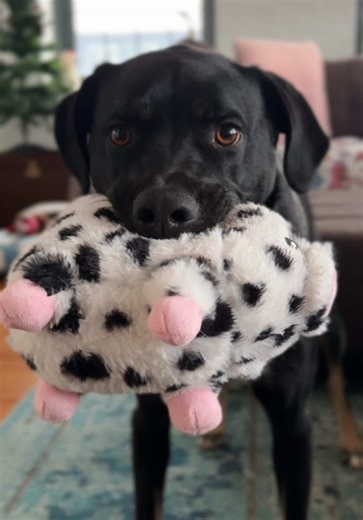 I’ve been having trouble keeping my food down, and we’re finally moving forward with an endoscopy to see what’s going on inside my tummy. It’s taken months to get here, and we are praying for some answers for this little baby—he’s been through so much. 💛 Thank you all for being here with us. Your love means the world. 🐾 #dogcommunity #sickdog #dogmom #dogrecovery