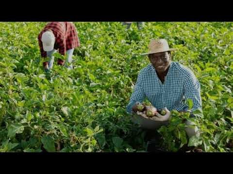 Aneke Tv Live Stream
