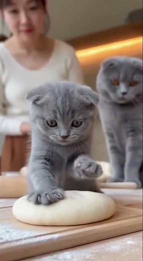 The Most Adorable Kitten Paws You’ll Ever See