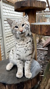 101K views · 4.2K reactions | Incredible Bumblebee!  #bobcat #lynx | Elena Sheremetieva | Facebook