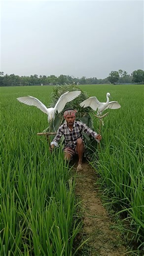 Super Fast Rice Field Bird Catching Trick 😲🐦🌾