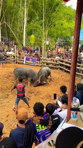 Toraja Buffalo Fighting Festival #viral #toraja #buffalo #buffaloes #fighting #shortsfeed #short
