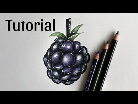 How To Draw Blackberry| Colored Pencil Drawing For Beginners
