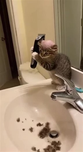 what Kitty? #cat #fyp #petlover
