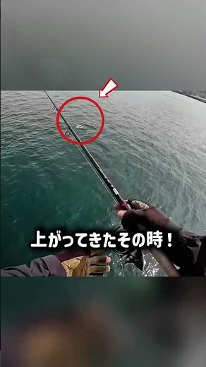 【衝撃】繁華街近所の堤防に「1M超えの怪物」がいた！ #釣り #ショアジギング #巨大魚 #怪魚 #ルアーフィッシング #衝撃映像 #1メートル超え #シイラ #死闘 #shorts #fishing