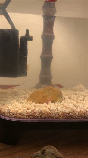 The triops are swimming around and doing great #triops