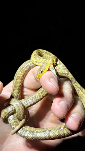 Garrett Galvin on Instagram: "Looking for a 20 foot python! Use code yoink #wildlife#snake#reels#stake#conservation"