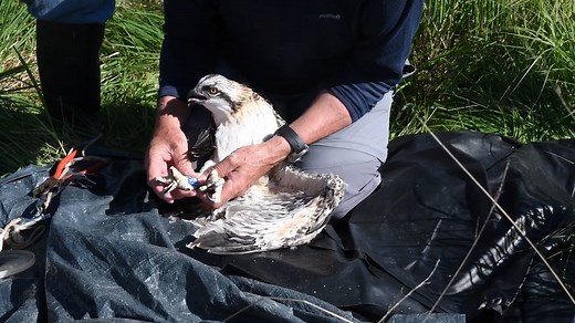 Foulshaw Moss Nature Reserve Officer, Paul Waterhouse, gives you an insight into the important wildlife conservation work carried out by Cumbria Wildlife Trust to protect ospreys and other wildlife. Join in the conversation using #FoulshawOspreys This film was made possible thanks to National Lottery Heritage Emergency Fund | Cumbria Wildlife Trust