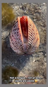 So this is how clams look when they come out of their shell! 😳🐚 What do you think it’s doing here? Flicking what looks like an arm — but it looks like it’s feeding! Clams don’t chase food. They patiently filter water, pulling in tiny food particles while staying safely tucked in their shells. Quiet… but efficient. Nature is wild! 🤓 Interesting Clam Facts • 🐚 Clams don’t have arms or tongues — that moving part is called a siphon, used to pull water in and push it out. • 🌊 They are filter fee