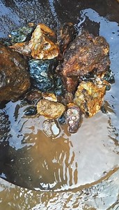 749K views · 8.1K reactions | The most perfect material that produces super large amounts of gold 1000 : 1 only #epicmission #mininggold #goldmining #goldprospecting #panningforgold #goldnugget #findinggold #mencariemas #mendulangemas #goldprospectingvideo #tropicaljungle #orangmencariemas #tambangemas #goldrush #goldpanning PioneerPauly | Amrin Prospecting | Facebook