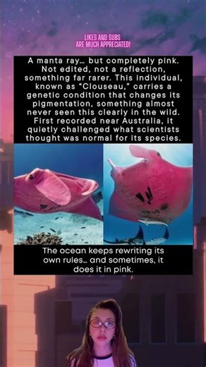 A Pink Manta Ray Was Discovered