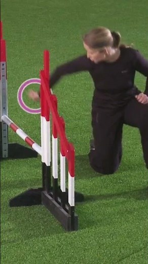 Dog agility exercises on just one jump!