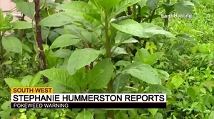 12K views · 67 reactions | WEED WARNING People living in the South West are being warned to be on the look out for a highly poisonous, invasive plant. It's called Pokeweed, and it first appeared two years ago in Balingup, but now it's been found as far away as Walpole. | 7NEWS Regional WA | Facebook