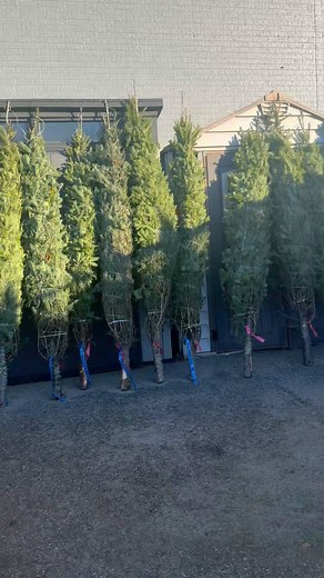 akong Christmas tree is a real tree..akoa ning dad un sa school this week. #christmas | Loida Salem Chatfield