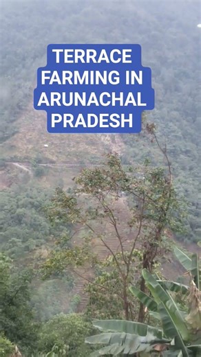 Terrace Farming Arunachal Pradesh #agriculture #northeastindia #agriculturelife #agriculturefarming