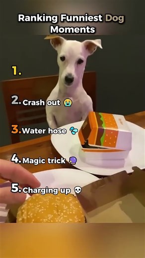 Ranking Funniest Dog Moments 😂 #facts #dog #funny