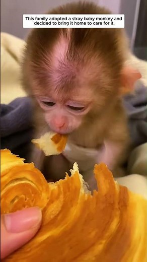 This family adopted a stray baby monkey and decided to bring it home to care for it.
