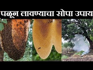 आग्या मधमाश्याला पळवून लावण्याचा सोपा उपाय | desi Jugaad | madhumakkhi bhagane ka aasan tarika