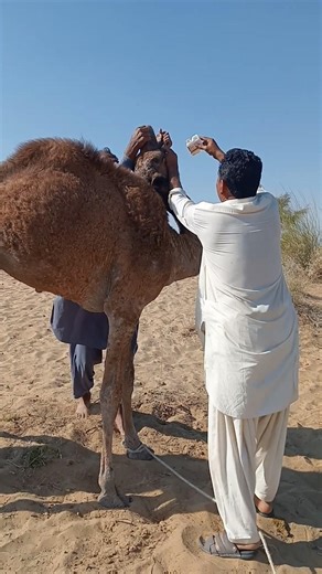 طريقة خطيرة لإعطاء الدواء لصغير الجمل في صحراء ثار