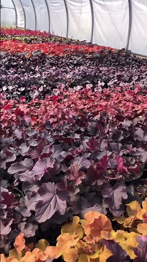Heuchera Heaven: 45 Stunning Varieties at Ebert’s! #greenhouselife #gardening #plantssparkjoy