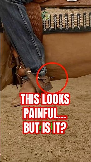 Why Do Horse Riders Need Spurs?