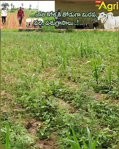 25K views · 646 reactions | Mirchi, Vari Paddy, Pasu Grasam Farming. Organic Mirchi (Chili), Vari (Paddy), Pasu Grasam (Fodder) Cultivation Guide by Gavini Rajesh, M.A, B.Ed., Yadav Farms, Repala Village, Munagala Mandal, Suryapet District, Telangana State. #ToneAgri #MirchiFarming #VariSagu #PaddyCultivation #PasuGrasam #FodderFarming #JathiKolluPempakam #PandemKolluPempakam #YadavFarms #SmallBusinessIdeas #GrassCultivation #FarminginTelugu #AgriFarming | Tone Agri | Facebook