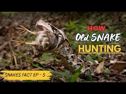 Snake Hunting Secrets | Snake Documentary In Hindi Wildlife | Snake Facts Video