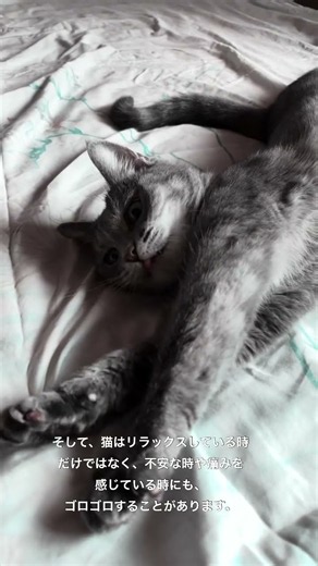 猫がゴロゴロ喉を鳴らすのはなぜ？