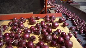 Red Onions Moving Along Conveyor Belt of the Onion Sorting Machine - Slow Motion. Cleaning and Sorting Machine in Action. Postharvest Handling of Onions. Agricultural Cooperative. Onion Production.