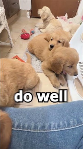 Breeding is not only about caring for dogs.