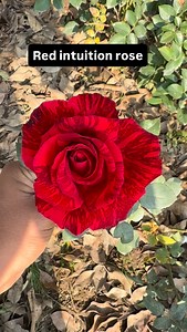 red intuition rose plants #gardening #nursery #rose #flower #plantscare | Dogar Online Nursary and Kitchen Gardening Shop