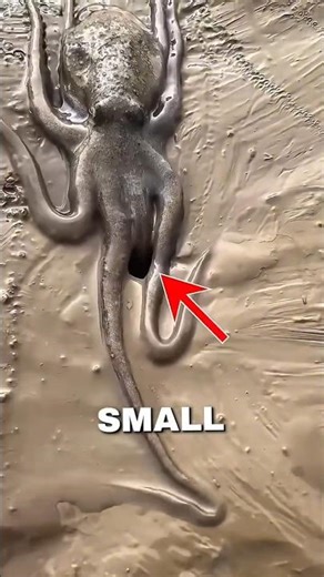 This Octopus Got Lost and Forget Where His Home 🐙 #octopus